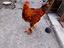 Immagine 3