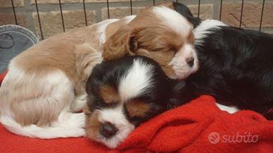 Cucciolotti Cavalier King PEDIGREE CERTIFICAZIONI