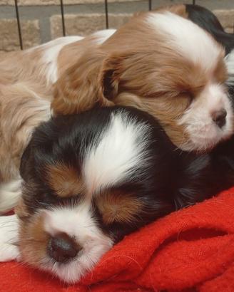 Cucciolotti Cavalier King PEDIGREE CERTIFICAZIONI