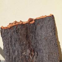 Corteccia sughero naturale