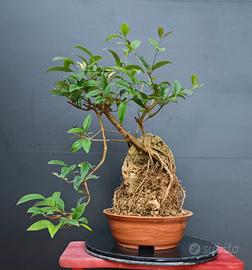 Bonsai