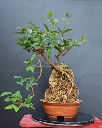 Bonsai