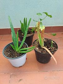 Aloe piccole