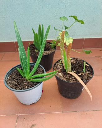 Aloe piccole