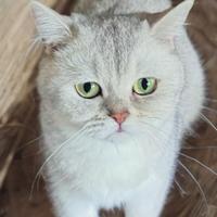 Splendida gattina British Shorthair SilverShaded