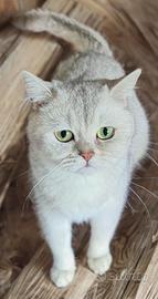 Splendida gattina British Shorthair SilverShaded