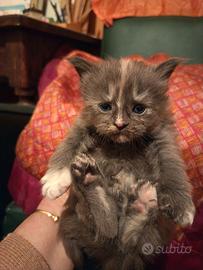Maine Coon Cucciole Blu Tortie