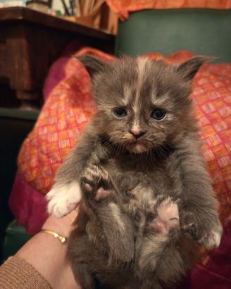 Maine Coon Cucciole Blu Tortie