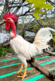 Gallo collo nudo