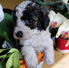 Barboncini toy e teacup