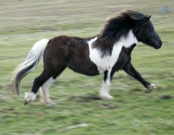 C. e. r. c. o. pony maschio o femmina bianco e ner
