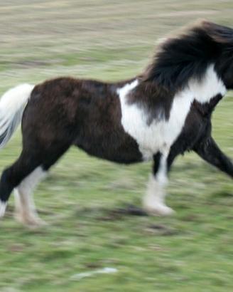C. e. r. c. o. pony maschio o femmina bianco e ner