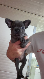 Cuccioli di bulldog francese