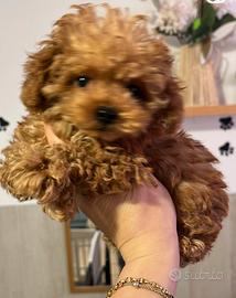 Barboncini femmine mini toy