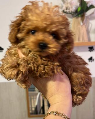 Barboncini femmine mini toy