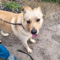 Maschio 18mesi tg media IN 1BRUTTA REALTÀ CATANIA