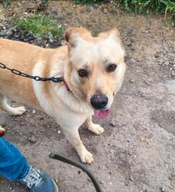 Maschio 18mesi tg media IN 1BRUTTA REALTÀ CATANIA