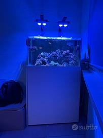 Acquario marino
