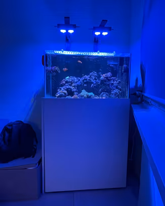 Acquario marino