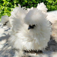 Moroseta Satin e Satin Freezle