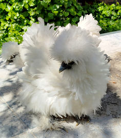 Moroseta Satin e Satin Freezle