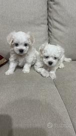 Maltese