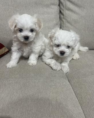 Maltese
