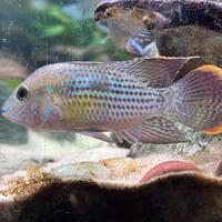 Green Terror Maschio - Andinoacara Rivulatus