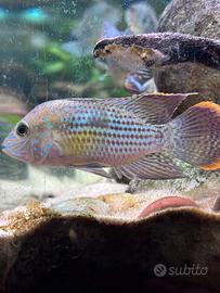Green Terror Maschio - Andinoacara Rivulatus