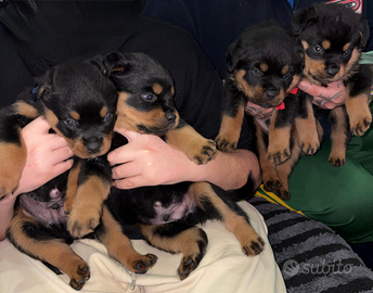 Cuccioli rottweiler