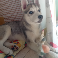 Husky femmina