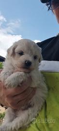 Maltipoo
