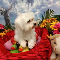 Disponibili Cuccioli Taglia MoltoMolto Piccola Toy