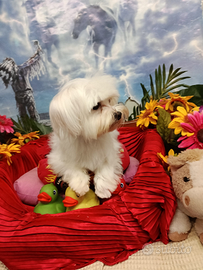 Disponibili Cuccioli Taglia MoltoMolto Piccola Toy