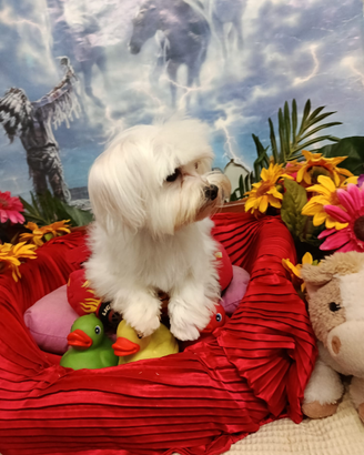 Disponibili Cuccioli Taglia MoltoMolto Piccola Toy