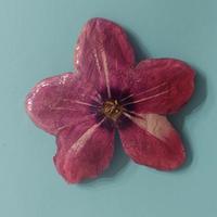 🌸 Spilla artigianale con vero ciclamino 🌸