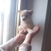 Femmina di pincher chihuahua
