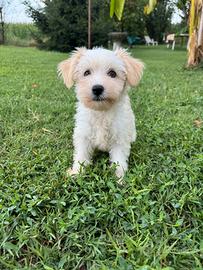 Cucciola di Chinese Crested dog pedigree ENCI