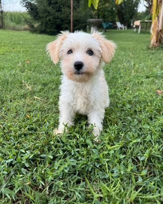 Cucciola di Chinese Crested dog pedigree ENCI