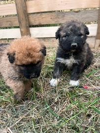 Cuccioli incrocio belga e maremmano