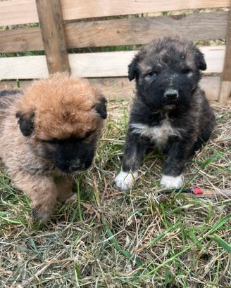 Cuccioli incrocio belga e maremmano