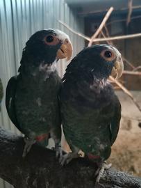Pionus