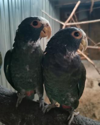 Pionus