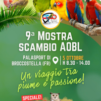 Disponibili canarini