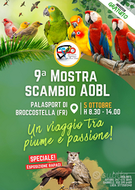 Disponibili canarini