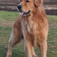 Golden retriever x monta