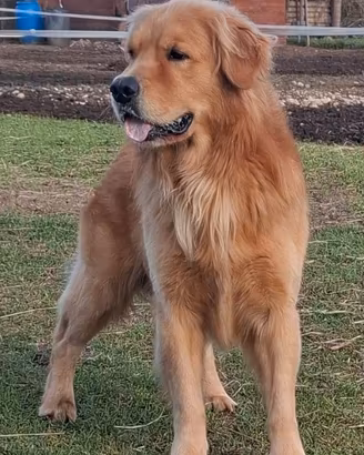 Golden retriever x monta
