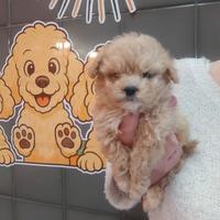 Barboncino Maltipoo Maschio