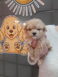 Barboncino Maltipoo Maschio