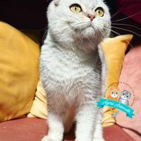 Scottish Fold e British Shorthair Allevamento